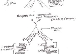Dna Reading Comprehension Worksheet with Dna Structure and Replication Worksheet Answers Awesome Dna Molecule