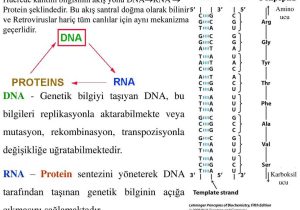 Dna Replication and Protein Synthesis Worksheet Answer Key Along with Karyotik Genom organizasyonu Ppt Indir