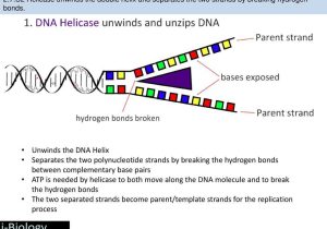 Dna Replication and Protein Synthesis Worksheet Answer Key and the Double Helix Dautehru