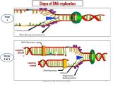 Dna Replication and Protein Synthesis Worksheet Answer Key or Dna Replication Chapter 93