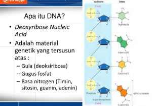 Dna Replication and Protein Synthesis Worksheet Answer Key or Dr Henny Saraswati Mbiomed Ppt