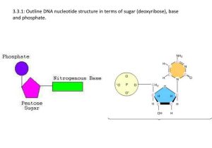 Dna Replication and Protein Synthesis Worksheet Answer Key with Dna Nucleotide Structure In Terms Sugar Base and Phosphat