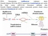 Dna Replication and Protein Synthesis Worksheet Answer Key with Protein Sentezi Protei Nler Blse