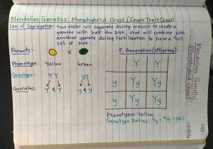 Dna Replication and Rna Transcription Worksheet Answers as Well as Genetics Unit Edpuzzle Videos Amoeba Sisters Foil Method Gif