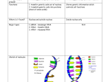 Dna Replication and Rna Transcription Worksheet Answers together with Dna Replication Worksheet Key Gallery Worksheet for Kids In English