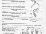 Dna Replication and Rna Transcription Worksheet Answers with Search Results for “” – Sabaax