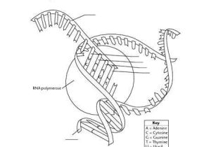 Dna Replication and Transcription Worksheet Answers and New Transcription and Translation Worksheet Answers Fresh Answers to