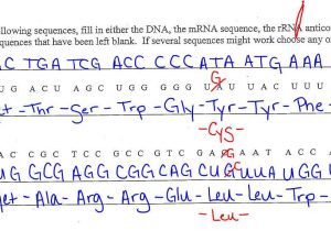 Dna Replication and Transcription Worksheet Answers together with Transcription and Translation Worksheet Answers