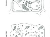 Dna Replication Coloring Worksheet Along with Printable Plant and Animal Cell