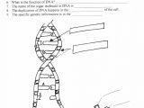 Dna Replication Coloring Worksheet Also Dna Replication Coloring Worksheet Gallery Worksheet Math for Kids
