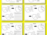Dna Replication Coloring Worksheet Also Nucleic Acids Coloring Worksheet Answers Worksheet for Kids