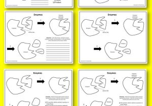 Dna Replication Coloring Worksheet Also Nucleic Acids Coloring Worksheet Answers Worksheet for Kids