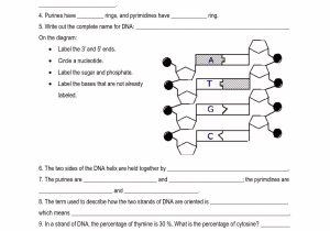 Dna Replication Coloring Worksheet Answer Key Along with Dna Coloring Transcription and Translation Answer Key Inspirational