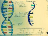 Dna Replication Coloring Worksheet Answer Key Also Dna Coloring Transcription and Translation Answer Key Lovely
