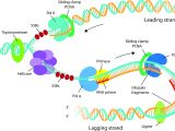 Dna Replication Coloring Worksheet Answer Key and top Result 60 Inspirational Explain How Dna Serves as Its Own