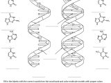 Dna Replication Coloring Worksheet Answer Key together with Best Up Ing Cell Membrane Coloring Worksheet Answers Tips
