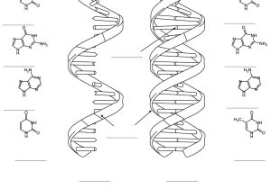 Dna Replication Coloring Worksheet Answer Key together with Best Up Ing Cell Membrane Coloring Worksheet Answers Tips
