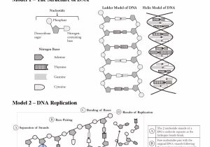 Dna Replication Coloring Worksheet Answer Key with Dna Coloring Transcription and Translation Answer Key Awesome