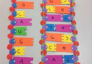 Dna Replication Coloring Worksheet Answer Key with My Nmsi Dna & Rna Models My Biology Class Pinterest