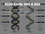 Dna Replication Practice Worksheet Also 3rd attgene Control Presentation by andrew Taylor