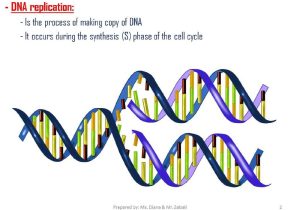 Dna Replication Practice Worksheet and Dna Replication Chapter 93