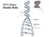 Dna Replication Practice Worksheet as Well as Dna Structure Function and Replication