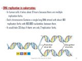 Dna Replication Practice Worksheet or Dna Replication Chapter 93