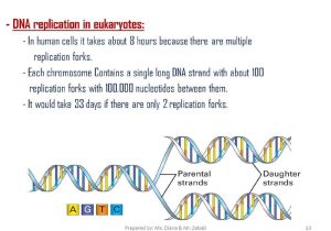 Dna Replication Practice Worksheet or Dna Replication Chapter 93