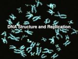Dna Replication Practice Worksheet together with Ppt Dna Structure and Replication Powerpoint Presentation
