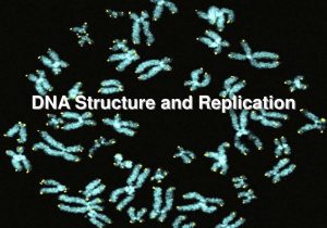 Dna Replication Practice Worksheet together with Ppt Dna Structure and Replication Powerpoint Presentation