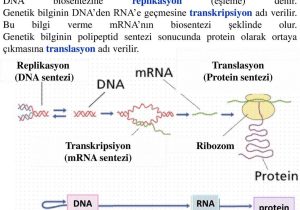 Dna Replication Worksheet Along with Protein Sentezi Protei Nler Blse
