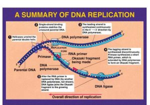 Dna Replication Worksheet Also Mechanism Dna Replication Dna Worksheet Structure Dna