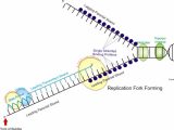 Dna Replication Worksheet and Dna Replication by Autumn Kemske