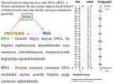 Dna Replication Worksheet and Karyotik Genom organizasyonu Ppt Indir