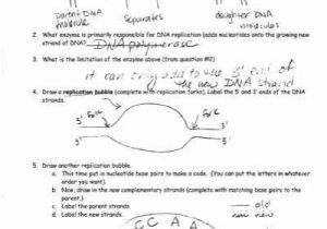 Dna Replication Worksheet Answer Key and Dna Replication Drawing Answer Key Clipartxtras