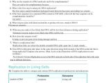 Dna Replication Worksheet Answer Key as Well as Lovely Dna Replication Worksheet Answers Beautiful Dna