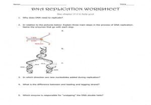 Dna Replication Worksheet Answer Key or Dna Replication Worksheet Worksheets for All