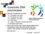 Dna Replication Worksheet as Well as Eukaryotic Dna Polymerase Bing Images