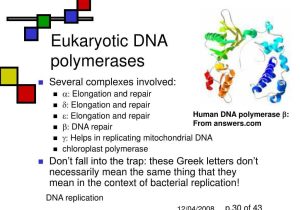 Dna Replication Worksheet as Well as Eukaryotic Dna Polymerase Bing Images
