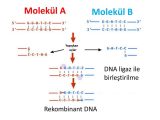 Dna Replication Worksheet as Well as Modern Genetk Uygulamalari Modern Genetk Uygulamalari