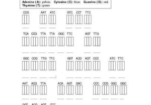 Dna Replication Worksheet Key Along with Lovely Dna Replication Worksheet Answers Unique Dna Replication