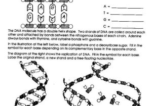 Dna Replication Worksheet Key as Well as Awesome Dna the Molecule Heredity Worksheet Elegant Dna