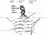 Dna Replication Worksheet Pdf as Well as Dna Model Worksheet the Best Worksheets Image Collection