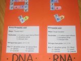 Dna Replication Worksheet Pdf or Dna Rna Foldable Science Interactive Notebook