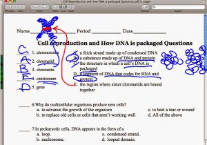 Dna Replication Worksheet Pdf or Ec Honors Biology Dna Structure Introduction
