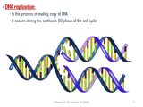 Dna Replication Worksheet with Dna Replication Chapter 93