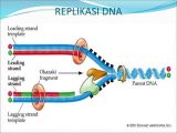 Dna Replication Worksheet with the 3 Steps to Dna Replication Flashcards Quizlet Autehru