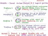 Dna Review Worksheet and Mitosis and Meiosis Mcat Cheat Sheet Study Guide Learn What
