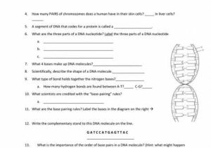 Dna Review Worksheet Answer Key Along with Worksheet Templates Quiz & Worksheet the Sanger Method Dna