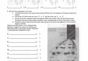 Dna Review Worksheet Answer Key and Dna and Replication Worksheet solon City Schools